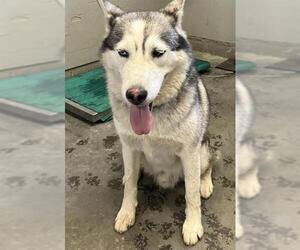 Siberian Husky Dogs for adoption in Camarillo, CA, USA