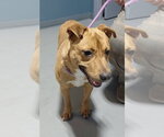 Small #3 Labrador Retriever Mix