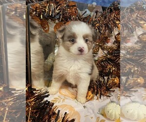 Miniature American Shepherd Puppy for sale in GARYSBURG, NC, USA