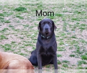 Mother of the Labrador Retriever puppies born on 05/16/2019