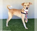 Small #1 Carolina Dog Mix
