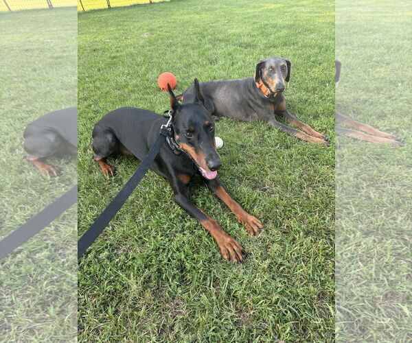Medium Photo #4 Doberman Pinscher Puppy For Sale in Buffalo, MN, USA