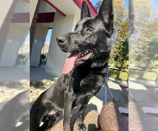 Medium Photo #2 German Shepherd Dog Puppy For Sale in Fremont, CA, USA