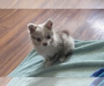 Small #2 Chiranian