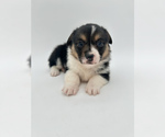 Small #1 Pembroke Welsh Corgi