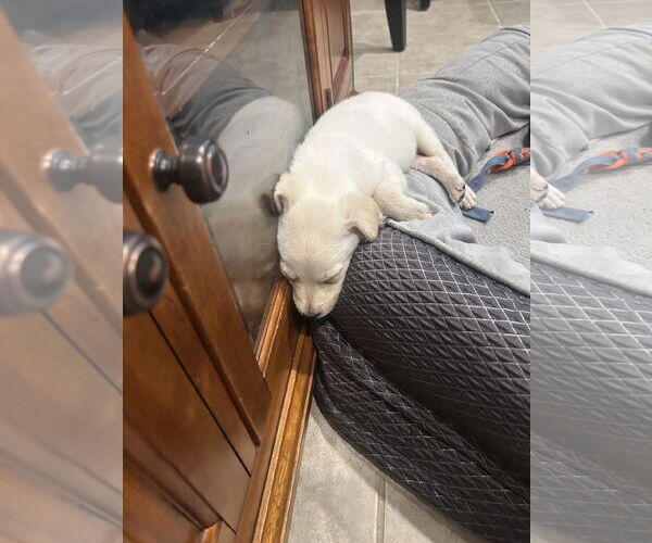 Medium Photo #8 Labrador Retriever-Unknown Mix Puppy For Sale in The Woodlands, TX, USA