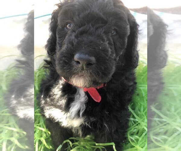 Medium Photo #1 Poodle (Standard) Puppy For Sale in CHEYENNE, WY, USA