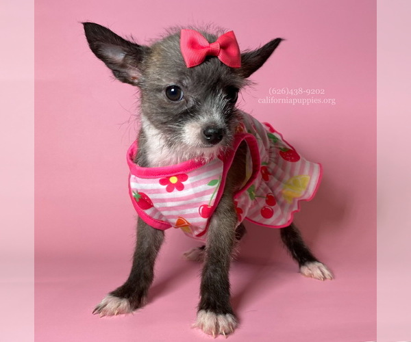 Medium Photo #3 Chihuahua Puppy For Sale in BREA, CA, USA