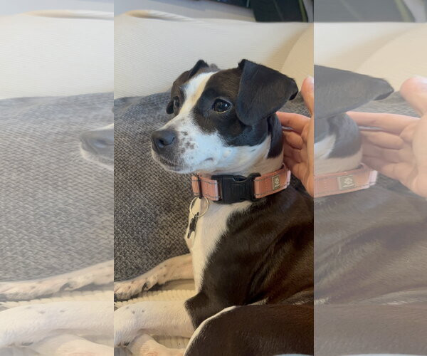 Medium Photo #10 Jack Russell Terrier-Unknown Mix Puppy For Sale in Rockaway, NJ, USA