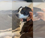Small #9 Jack Russell Terrier Mix