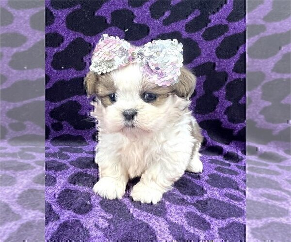 Medium Photo #6 Shih Tzu Puppy For Sale in WEST PALM BEACH, FL, USA