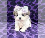 Small #5 Shih Tzu