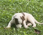 Small Photo #37 Borador Puppy For Sale in MARION, VA, USA