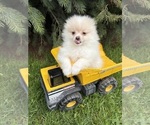 Small Pomeranian
