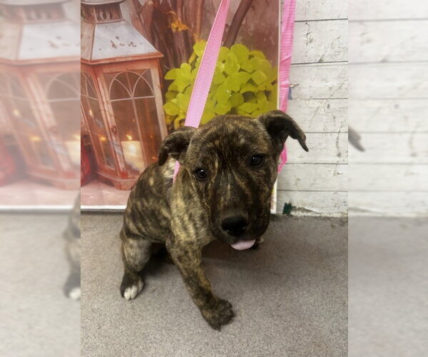 Medium Photo #1 Mutt Puppy For Sale in San Bernardino, CA, USA
