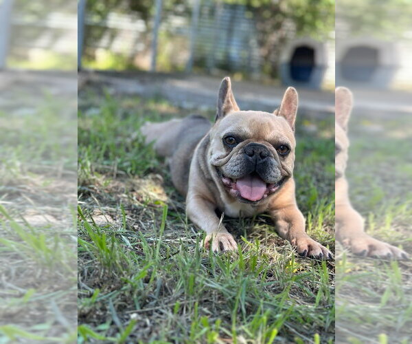 Medium Photo #1 French Bulldog Puppy For Sale in Oak Bluffs, MA, USA