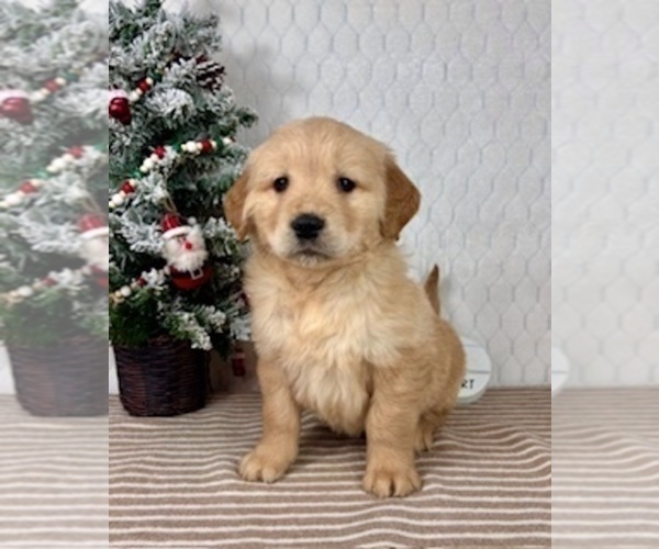 Medium Photo #5 Golden Retriever Puppy For Sale in GREENFIELD, IN, USA