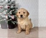 Small #4 Golden Retriever