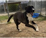 Small #3 Labrador Retriever Mix