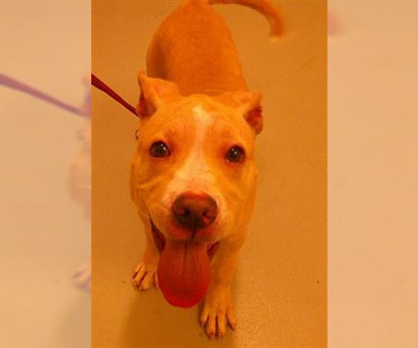 Medium Photo #1 Mutt Puppy For Sale in Sanford, FL, USA