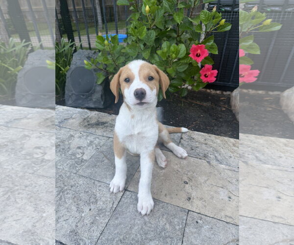 Medium Photo #2 Rhodesian Ridgeback-Unknown Mix Puppy For Sale in The Woodlands, TX, USA