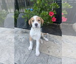 Small #1 Rhodesian Ridgeback Mix