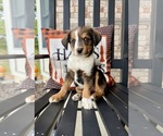 Image preview for Ad Listing. Nickname: Litter of 8