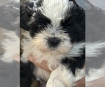 Small #2 Shih Tzu