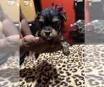 Puppy Chase Yorkshire Terrier