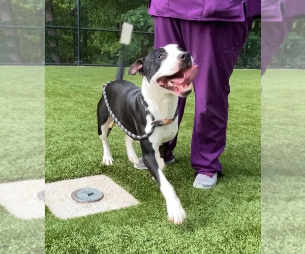 Medium Photo #4 American Staffordshire Terrier-Unknown Mix Puppy For Sale in columbia, SC, USA