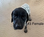 Puppy Puppy 3 German Shorthaired Pointer