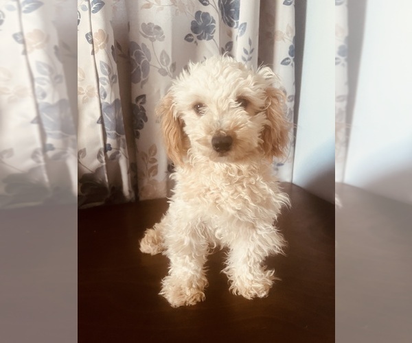 Medium Photo #8 Poodle (Miniature) Puppy For Sale in DURHAM, CT, USA