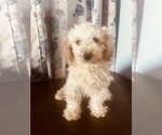 Small Photo #8 Poodle (Miniature) Puppy For Sale in DURHAM, CT, USA