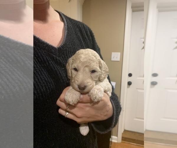 Medium Photo #1 Goldendoodle Puppy For Sale in GARNET VALLEY, PA, USA