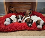 Puppy Puppy 2 Jack Russell Terrier