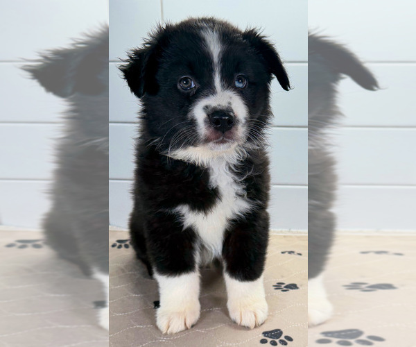 Medium Photo #5 Australian Shepherd Puppy For Sale in NEWBERRY, FL, USA