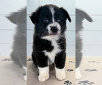 Small #4 Australian Shepherd