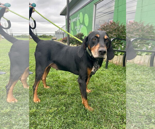 Medium Photo #8 Black and Tan Coonhound Puppy For Sale in Clinton , MI, USA