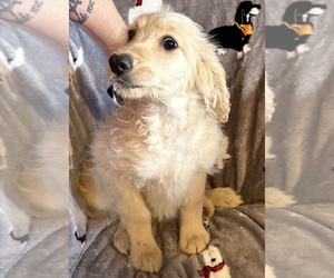 Goldendoodle Puppy for sale in WEST MILTON, OH, USA
