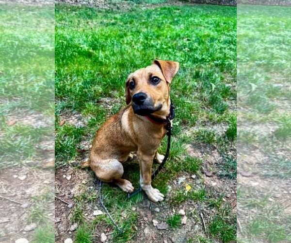Medium Photo #2 Mutt Puppy For Sale in Shelburne, VT, USA