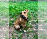 Small #1 Mutt