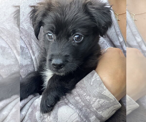 Medium Photo #4 Colonial Cocker Spaniel-Unknown Mix Puppy For Sale in Dana Point, CA, USA