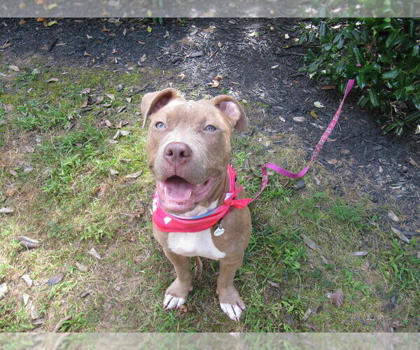 Medium Photo #13 Mutt Puppy For Sale in Candler, NC, USA