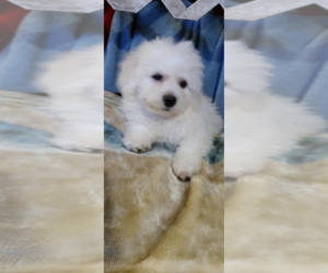 Bichon Frise Puppy for sale in LA PORTE, TX, USA