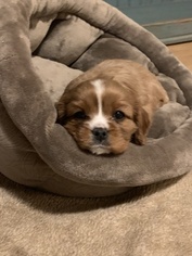 Cavalier King Charles Spaniel Puppy for sale in CORVALLIS, OR, USA