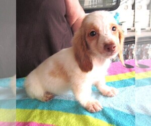 Dachshund Puppy for sale in RATTAN, OK, USA