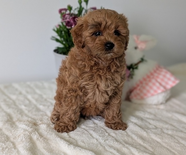 Medium Photo #8 Goldendoodle (Miniature) Puppy For Sale in GOSHEN, IN, USA