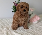 Small #7 Goldendoodle (Miniature)