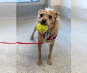 Chihuahua-Unknown Mix Dogs for adoption in Fort Collins, CO, USA