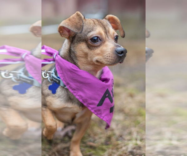 Medium Photo #11 Chiweenie Puppy For Sale in Oak Bluffs, MA, USA